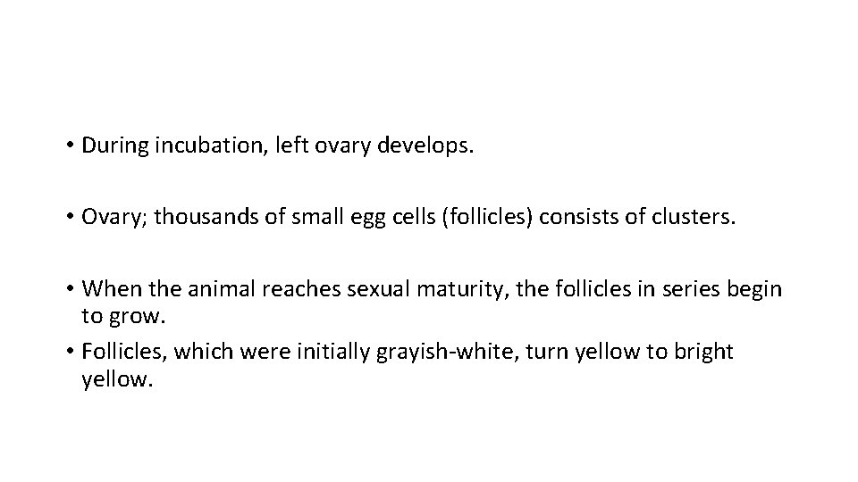 • During incubation, left ovary develops. • Ovary; thousands of small egg cells • During incubation, left ovary develops. • Ovary; thousands of small egg cells