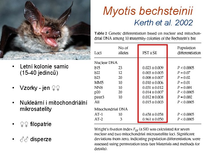 Myotis bechsteinii Kerth et al. 2002 • Letní kolonie samic (15 -40 jedinců) •