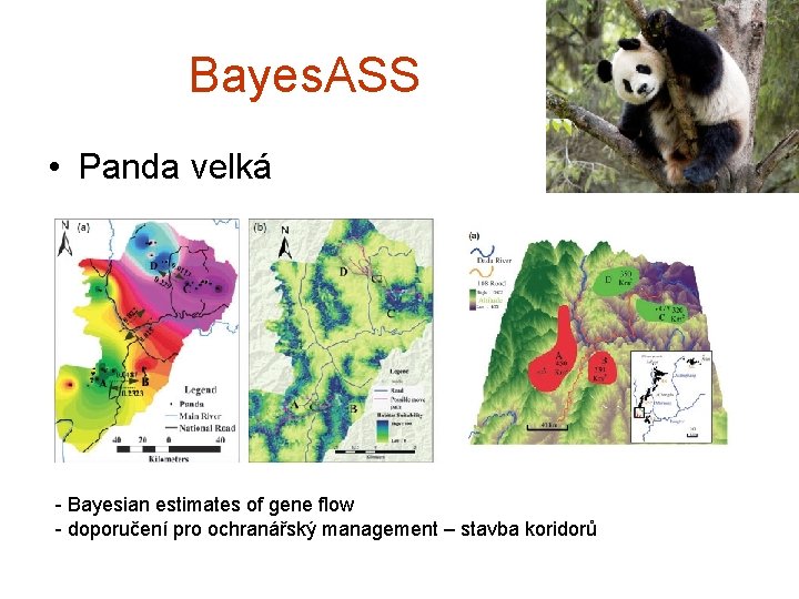 Bayes. ASS • Panda velká - Bayesian estimates of gene flow - doporučení pro