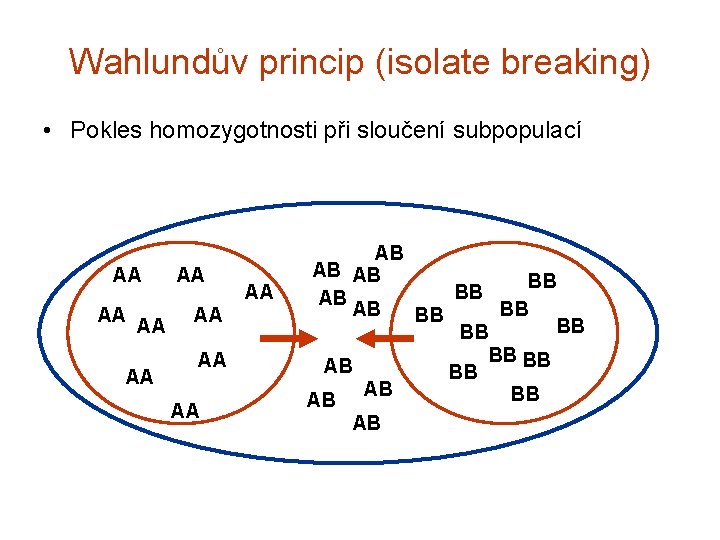 Wahlundův princip (isolate breaking) • Pokles homozygotnosti při sloučení subpopulací AA AA AA AB