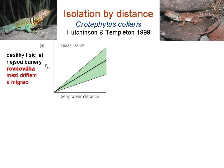 Isolation by distance Crotaphytus collaris Hutchinson & Templeton 1999 desítky tisíc let nejsou bariéry