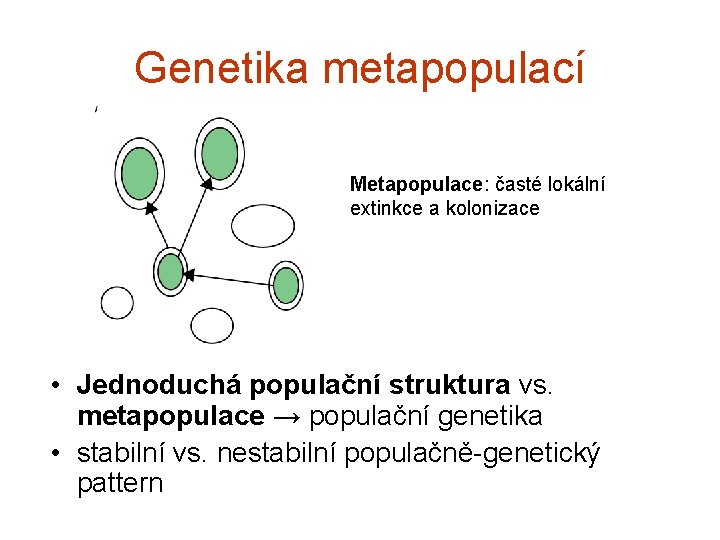 Genetika metapopulací Metapopulace: časté lokální extinkce a kolonizace • Jednoduchá populační struktura vs. metapopulace