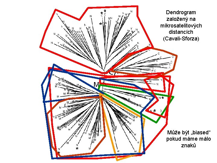 Dendrogram založený na mikrosatelitových distancích (Cavali-Sforza) Může být „biased“ pokud máme málo znaků 