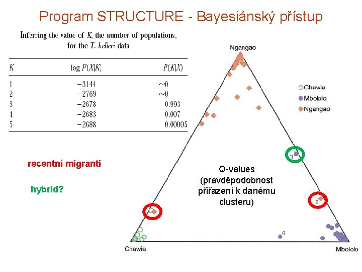 Program STRUCTURE - Bayesiánský přístup recentní migranti hybrid? Q-values (pravděpodobnost přiřazení k danému clusteru)