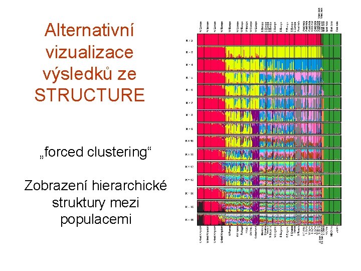 Alternativní vizualizace výsledků ze STRUCTURE „forced clustering“ Zobrazení hierarchické struktury mezi populacemi 