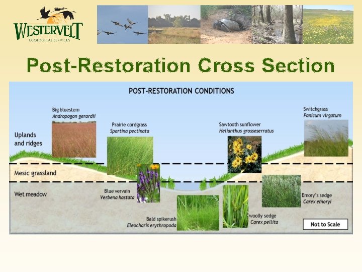 Post-Restoration Cross Section 