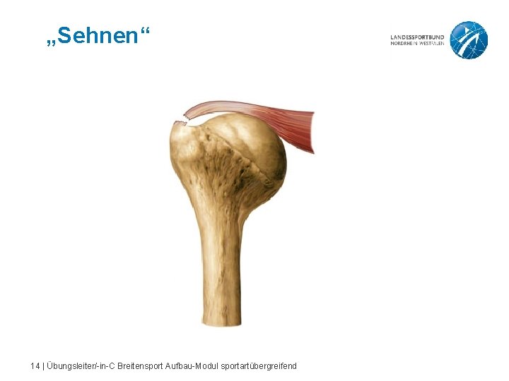 „Sehnen“ 14 | Übungsleiter/-in-C Breitensport Aufbau-Modul sportartübergreifend 