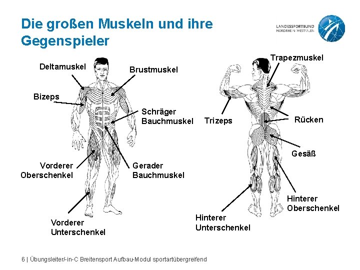 Die großen Muskeln und ihre Gegenspieler Trapezmuskel Deltamuskel Brustmuskel Bizeps Schräger Bauchmuskel Trizeps Rücken