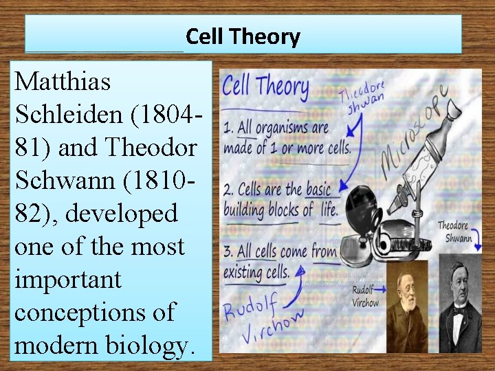 Cell Theory Matthias Schleiden (180481) and Theodor Schwann (181082), developed one of the most