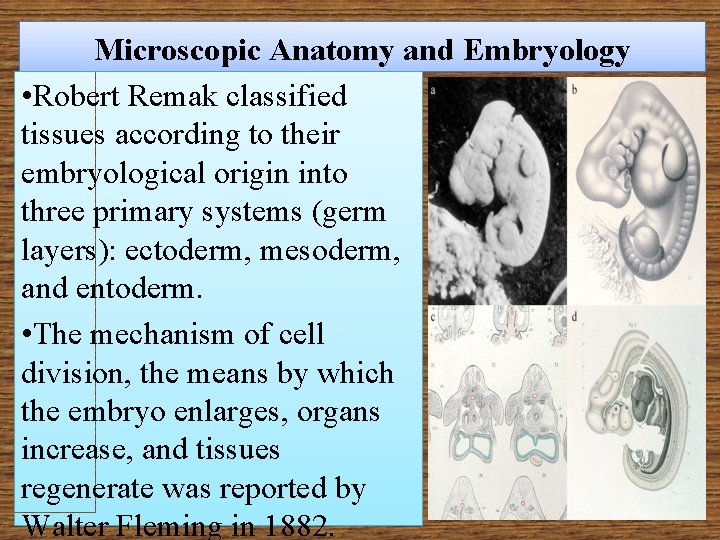 Microscopic Anatomy and Embryology • Robert Remak classified tissues according to their embryological origin