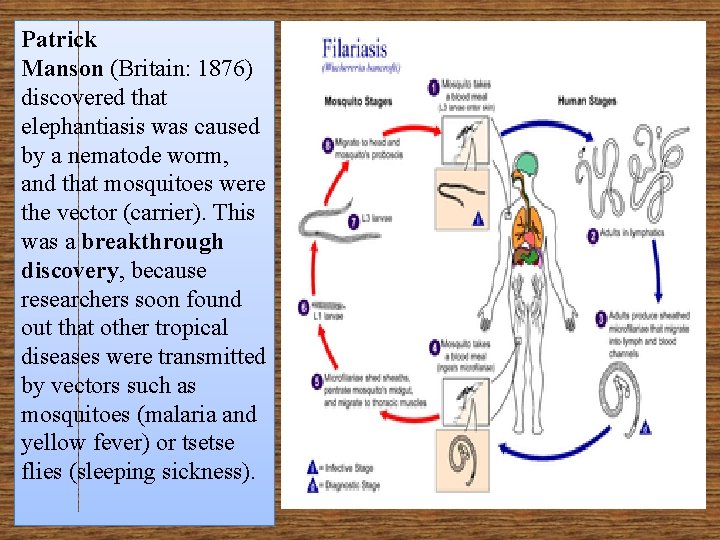 Patrick Manson (Britain: 1876) discovered that elephantiasis was caused by a nematode worm, and