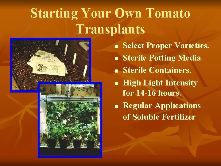 Starting Your Own Tomato Transplants n n n Select Proper Varieties. Sterile Potting Media.