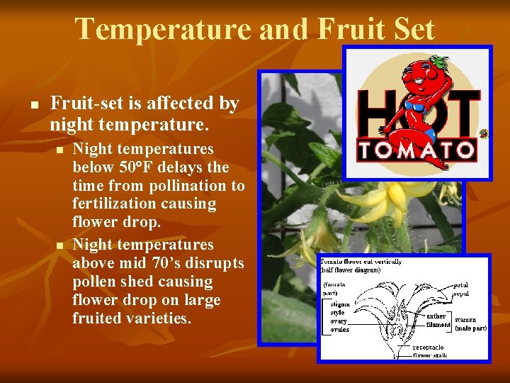 Temperature and Fruit Set n Fruit-set is affected by night temperature. n n Night
