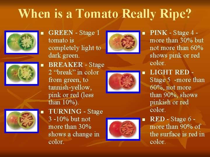 When is a Tomato Really Ripe? n n n GREEN - Stage 1 tomato