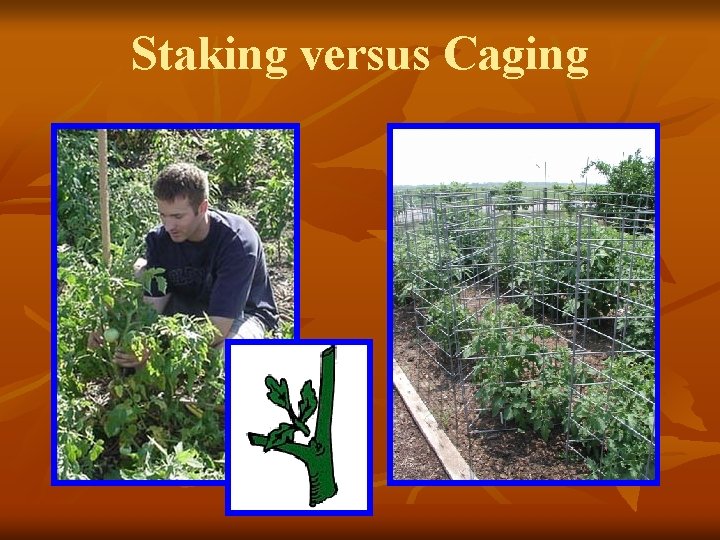 Staking versus Caging 