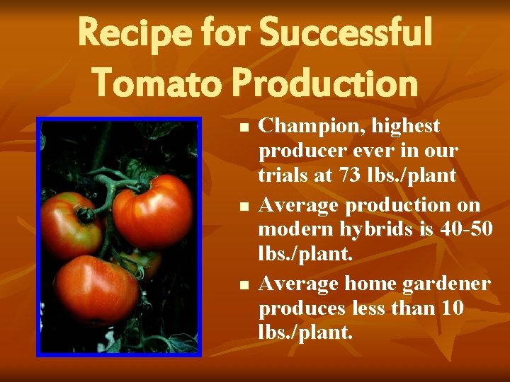 Recipe for Successful Tomato Production n Champion, highest producer ever in our trials at