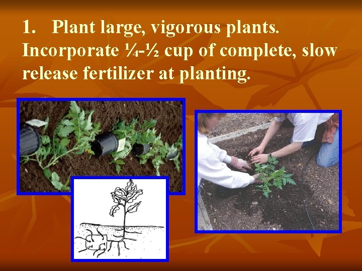 1. Plant large, vigorous plants. Incorporate ¼-½ cup of complete, slow release fertilizer at