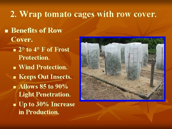 2. Wrap tomato cages with row cover. n Benefits of Row Cover. n n