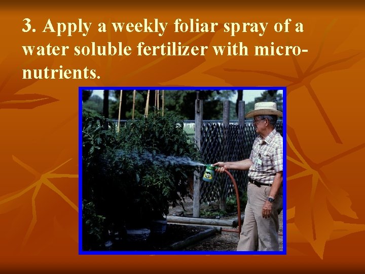 3. Apply a weekly foliar spray of a water soluble fertilizer with micronutrients. 
