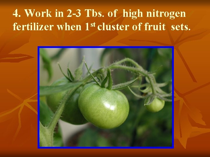 4. Work in 2 -3 Tbs. of high nitrogen fertilizer when 1 st cluster