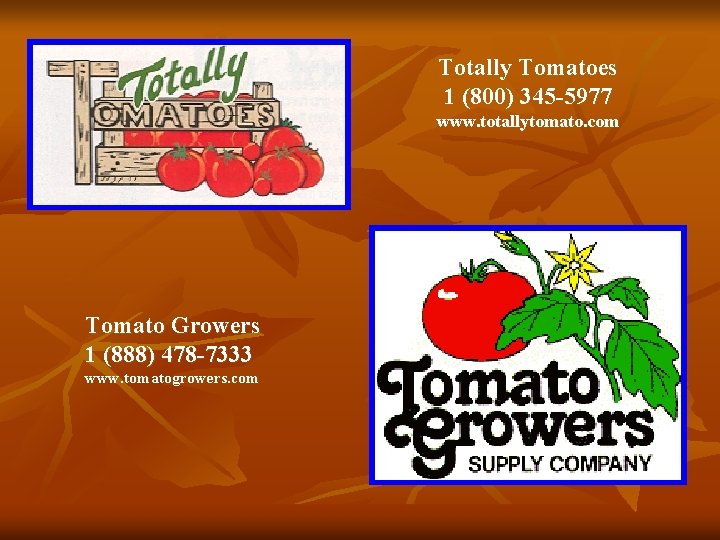 Totally Tomatoes 1 (800) 345 -5977 www. totallytomato. com Tomato Growers 1 (888) 478