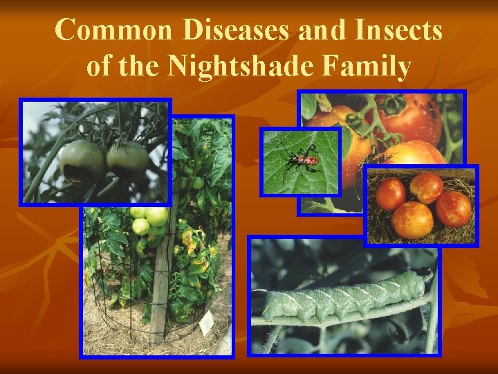 Common Diseases and Insects of the Nightshade Family 