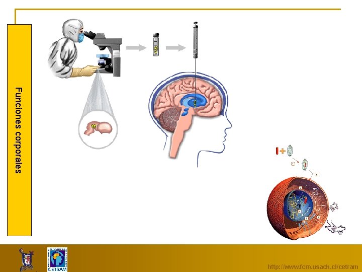 Funciones corporales http: //www. fcm. usach. cl/cetram 