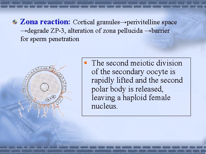 Zona reaction: Cortical granules→perivitelline space →degrade ZP-3, alteration of zona pellucida →barrier for sperm