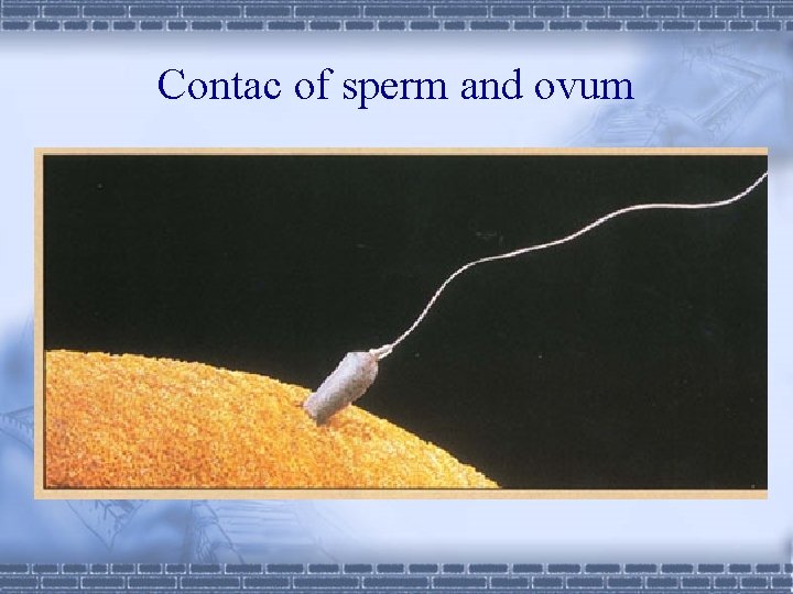 Contac of sperm and ovum 