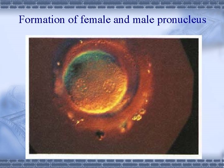 Formation of female and male pronucleus 