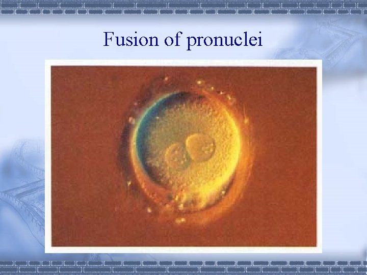 Fusion of pronuclei 