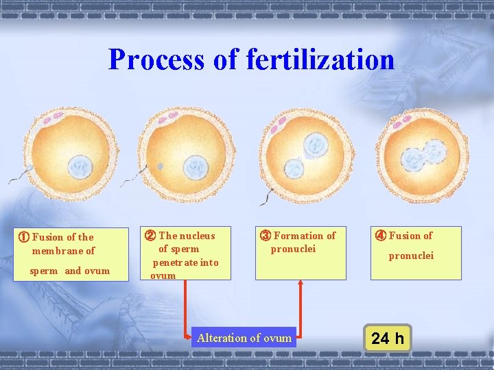 Process of fertilization ① Fusion of the membrane of sperm and ovum ② The