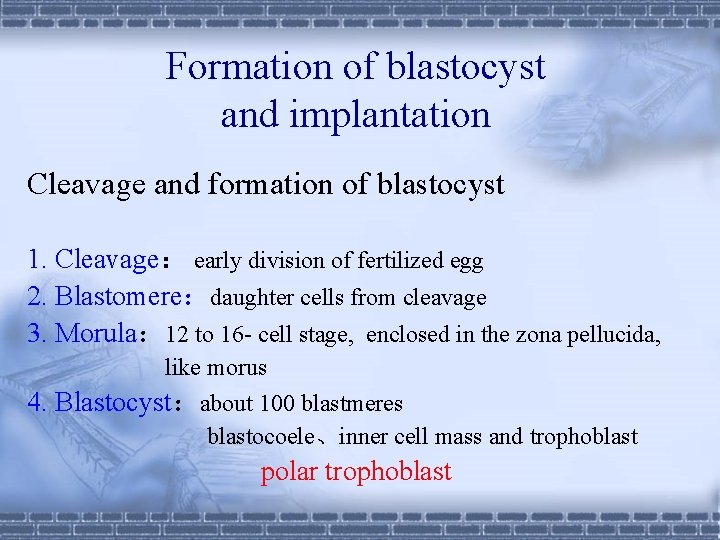 Formation of blastocyst and implantation Cleavage and formation of blastocyst 1. Cleavage： early division