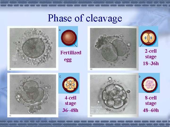 Phase of cleavage Fertilized egg 2 -cell stage 18~36 h 4 -cell stage 36~48