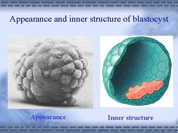 Appearance and inner structure of blastocyst Appearance Inner structure 