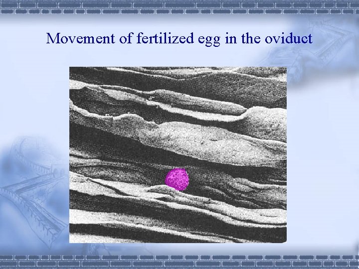 Movement of fertilized egg in the oviduct 