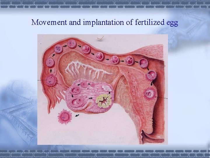 Movement and implantation of fertilized egg 