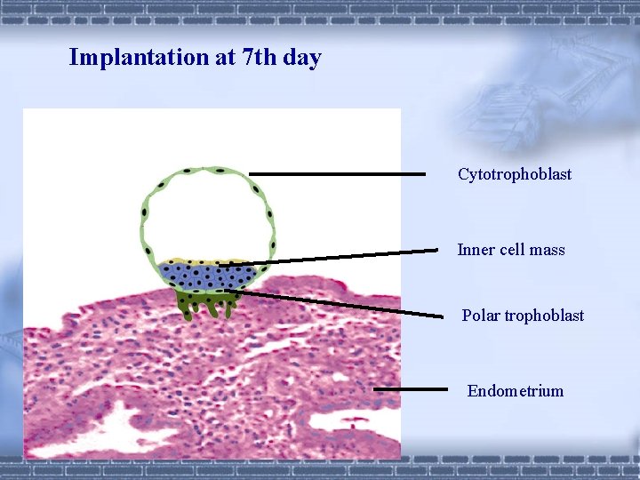Implantation at 7 th day Cytotrophoblast Inner cell mass Polar trophoblast Endometrium 