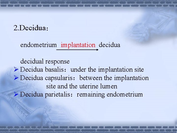 2. Decidua： endometrium implantation decidual response Ø Decidua basalis：under the implantation site Ø Decidua