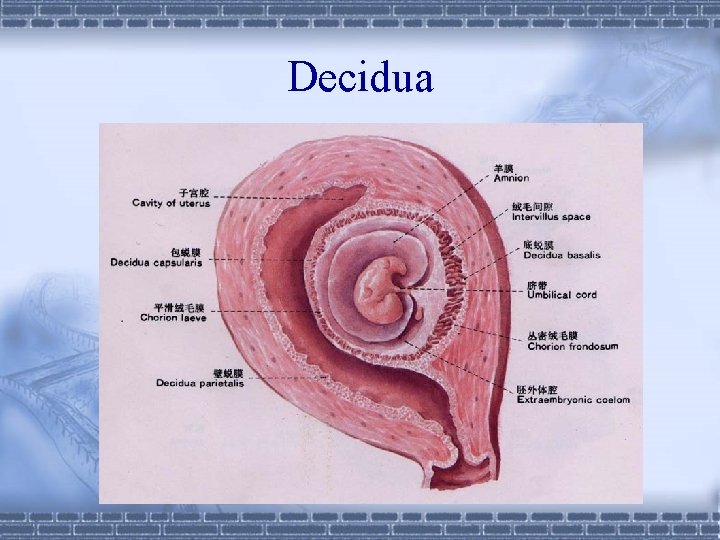 Decidua 