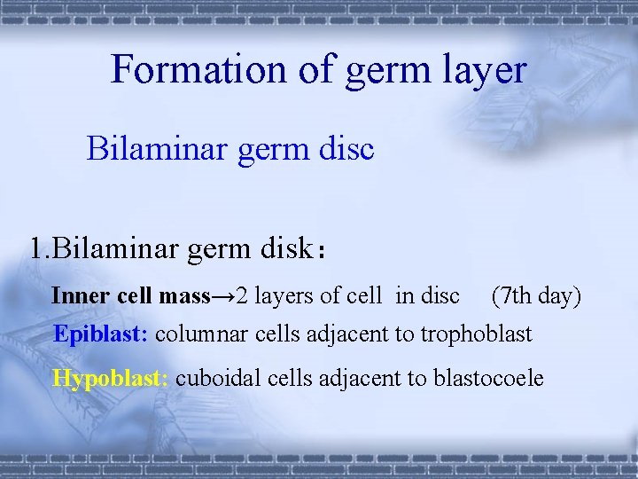 Formation of germ layer Bilaminar germ disc 1. Bilaminar germ disk： Inner cell mass→