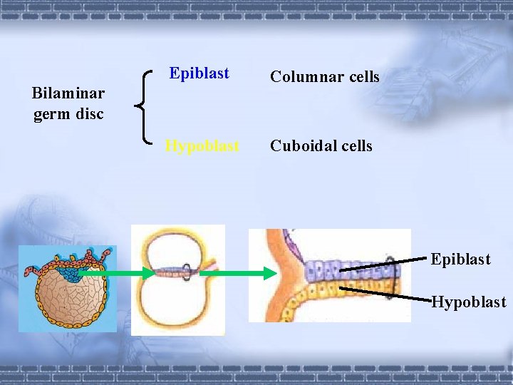 Epiblast Columnar cells Hypoblast Cuboidal cells Bilaminar germ disc Epiblast Hypoblast 