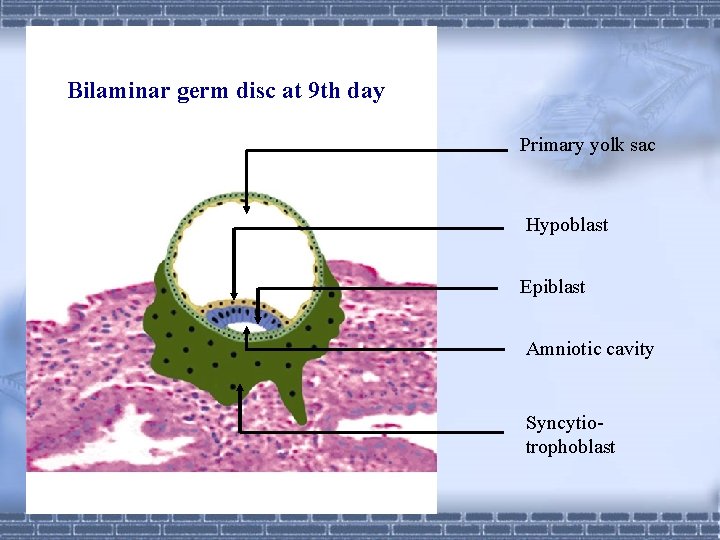 Bilaminar germ disc at 9 th day Primary yolk sac Hypoblast Epiblast Amniotic cavity