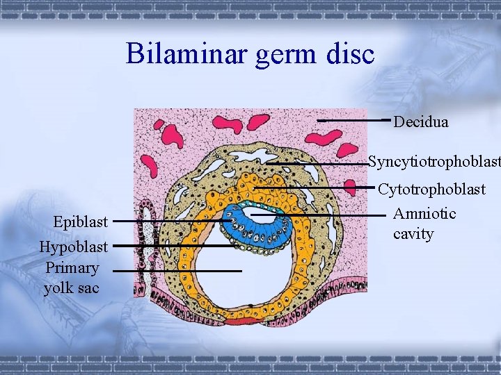 Bilaminar germ disc Decidua Syncytiotrophoblast Epiblast Hypoblast Primary yolk sac Cytotrophoblast Amniotic cavity 