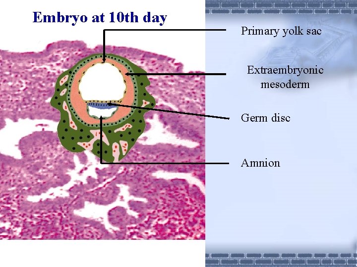 Embryo at 10 th day Primary yolk sac Extraembryonic mesoderm Germ disc Amnion 