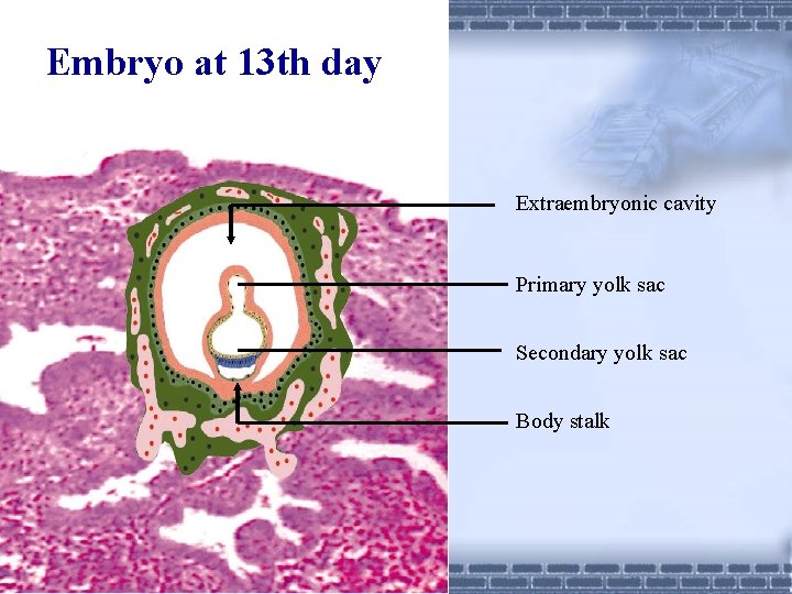 Embryo at 13 th day Extraembryonic cavity Primary yolk sac Secondary yolk sac Body
