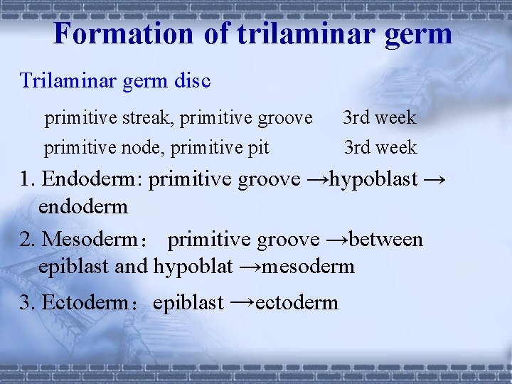 Formation of trilaminar germ Trilaminar germ disc primitive streak, primitive groove 3 rd week