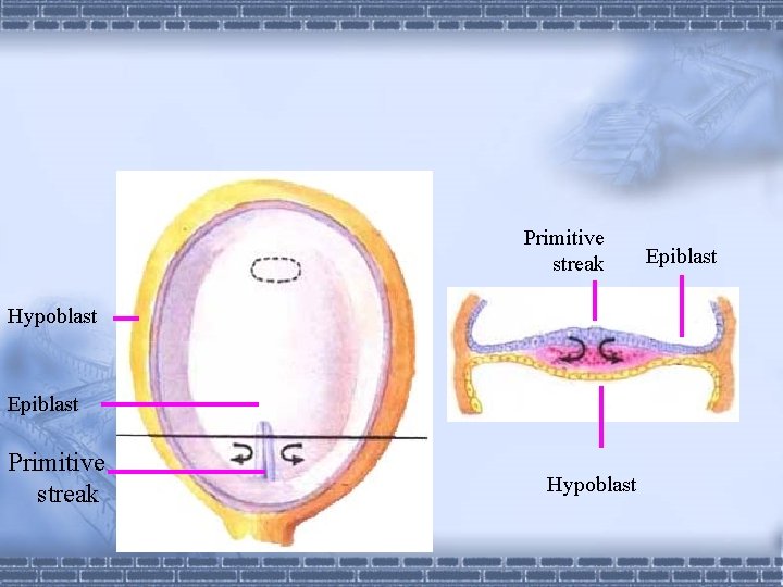 Primitive streak Hypoblast Epiblast 