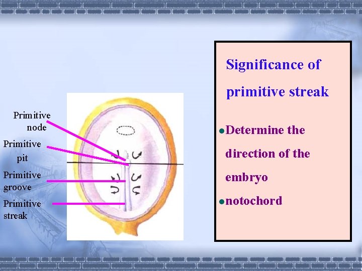 Significance of primitive streak Primitive node l. Determine the Primitive pit direction of the