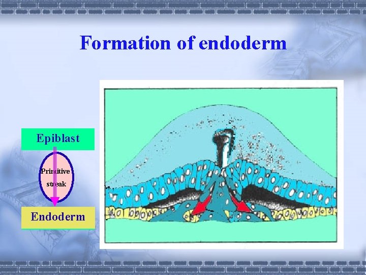 Formation of endoderm Epiblast Primitive streak Endoderm Hypoblast 